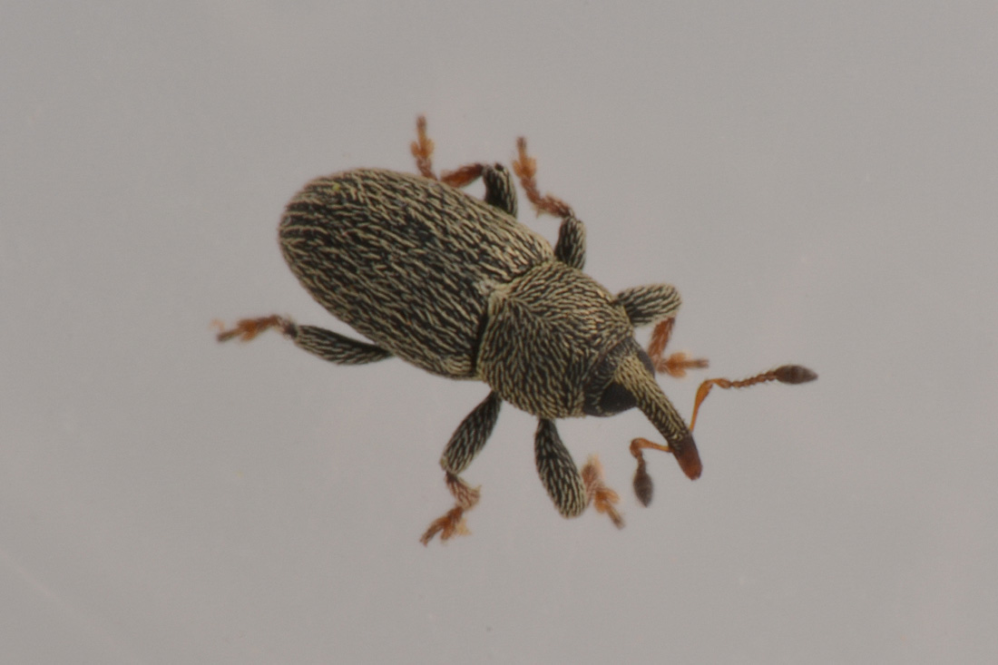 Curculionidae:  Tychius curtirostris